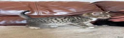 Mixed Breed cats for sale: Beautiful kittens  - Advert 4