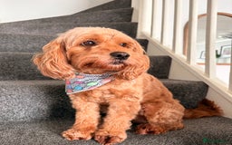 Cockapoo dogs for sale: 4 Stunning Fox Red F1b Toy Cockapoos  - Advert 36