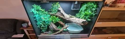 Dragon reptiles for sale: Chinese Water Dragon  - Advert 10
