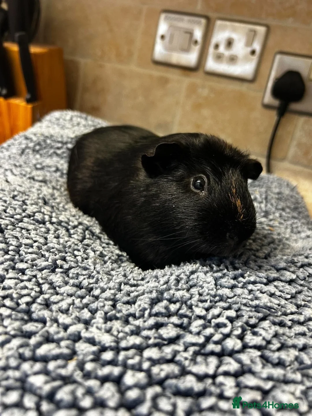 Guinea Pig rodents for sale: Male Guinea Pig in Cwmbran - Advert 3