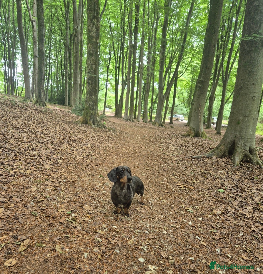 Miniature Dachshund dogs for sale: 7 year old miniature dachshund - Image 5