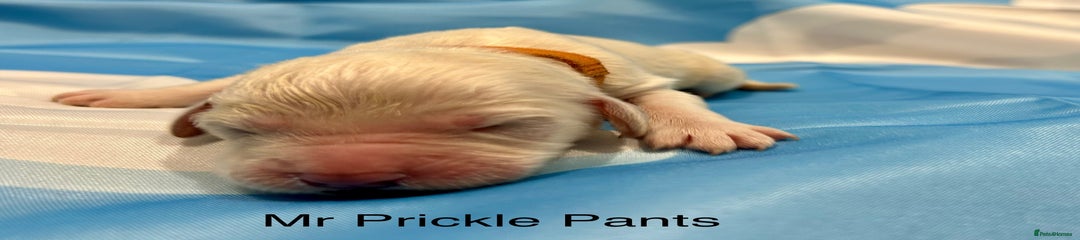 Mr Prickle Pants