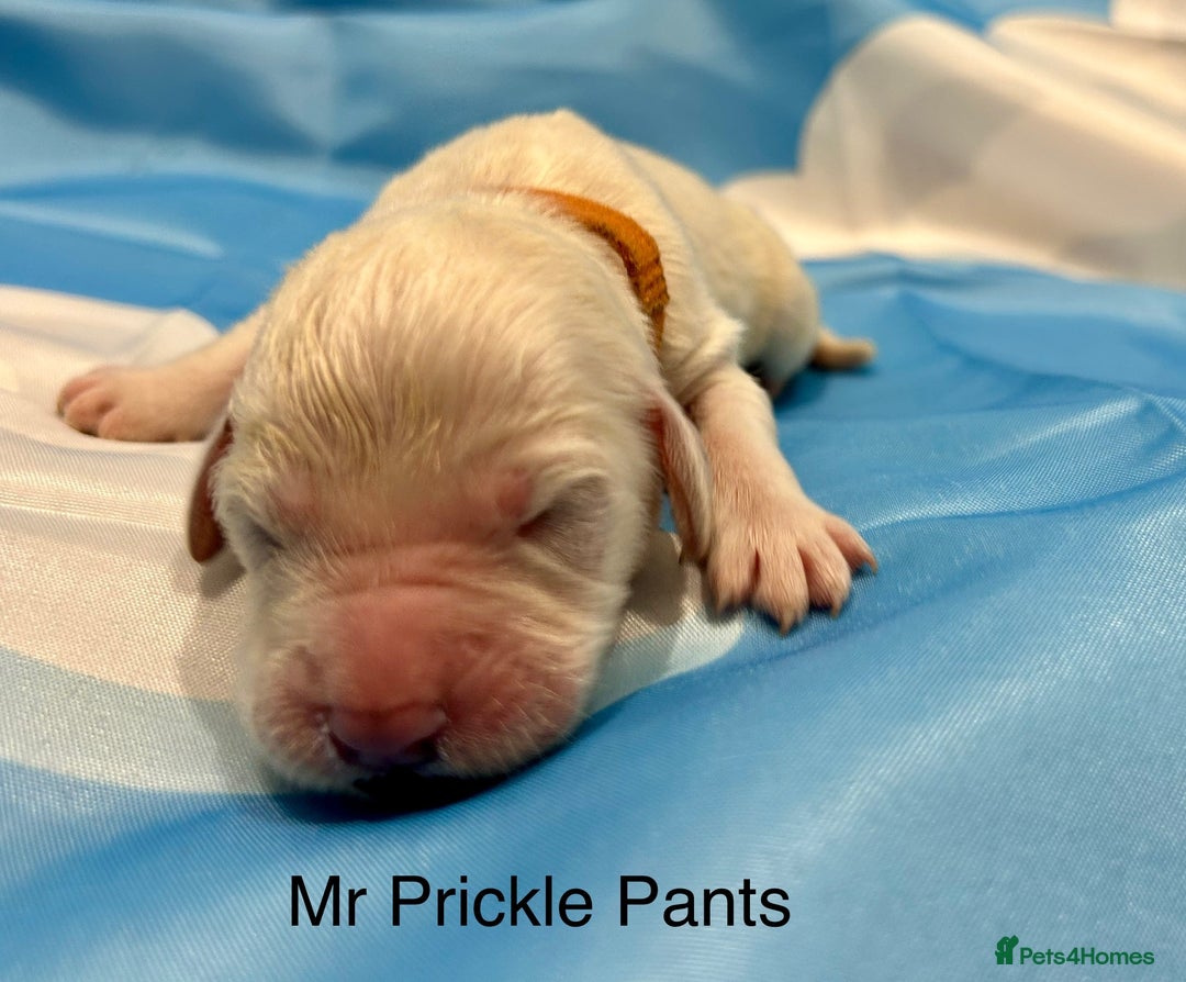 Double Doodle dogs for sale: Double doodle litter born 24/07/25 - Image 19