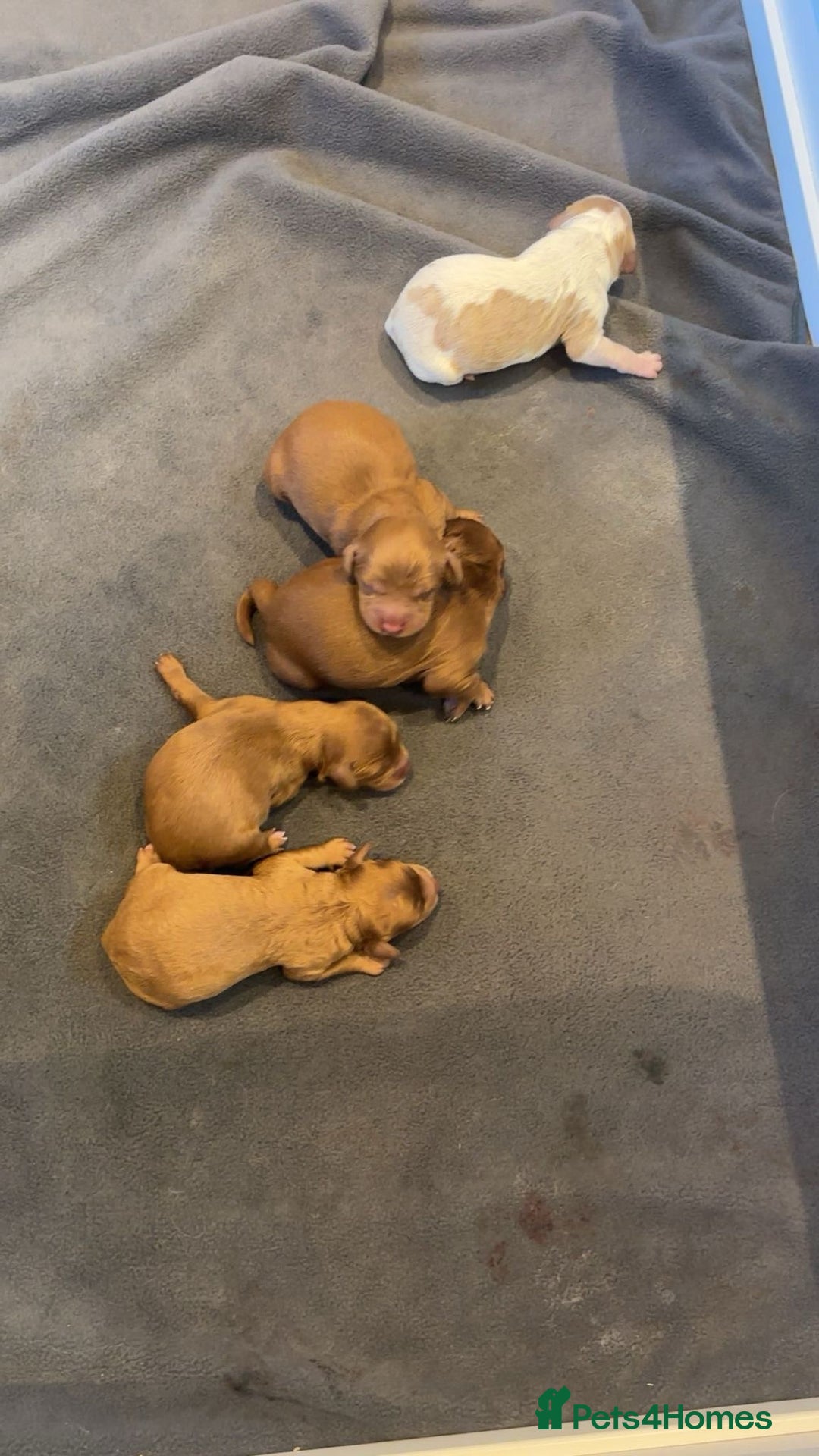 Cavapoo dogs for sale: Cavapoo puppies for sale - Advert 9