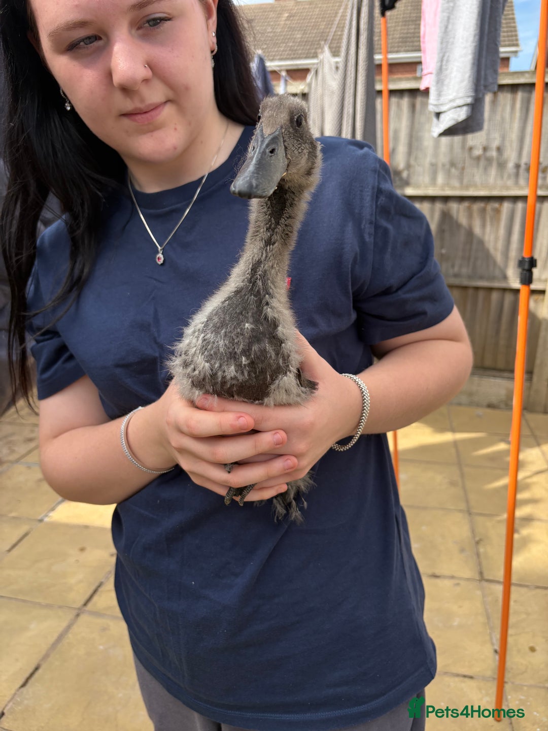Ducks poultry for sale: Runner ducklings unsexed  - Image 9