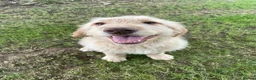Goldendoodle dogs for sale: Beautiful 4-Year-Old Goldendoodle - Advert 10