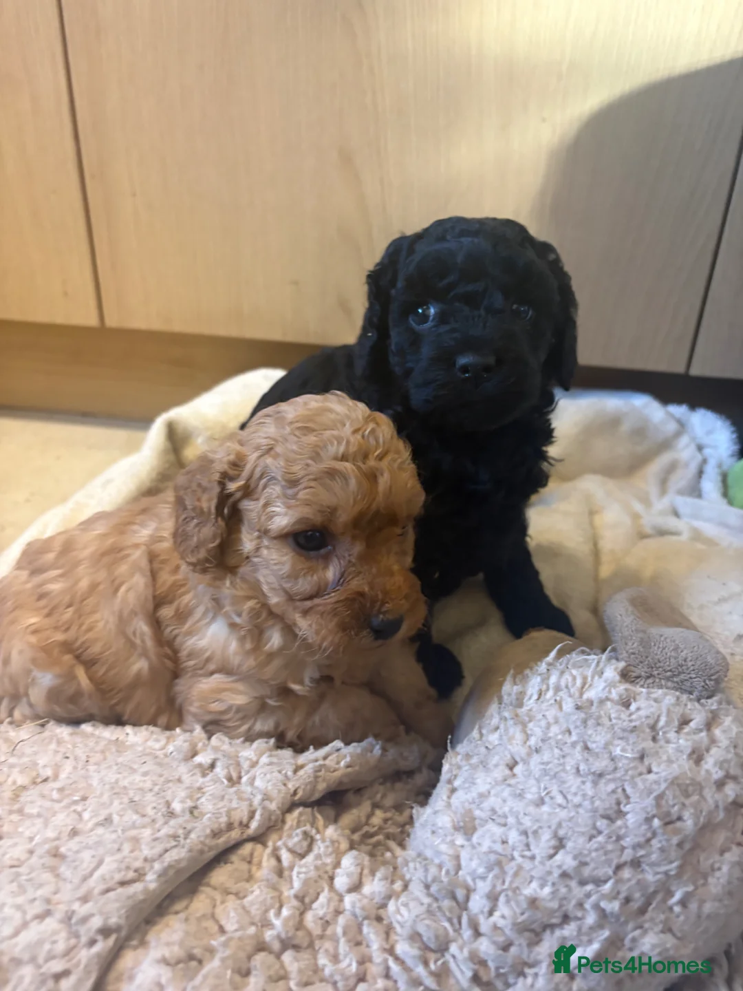 Cockapoo dogs for sale: Cockapoo puppies  - Advert 7