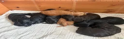 Irish Doodle dogs for sale: Irish Gordon Doodles - Advert 18