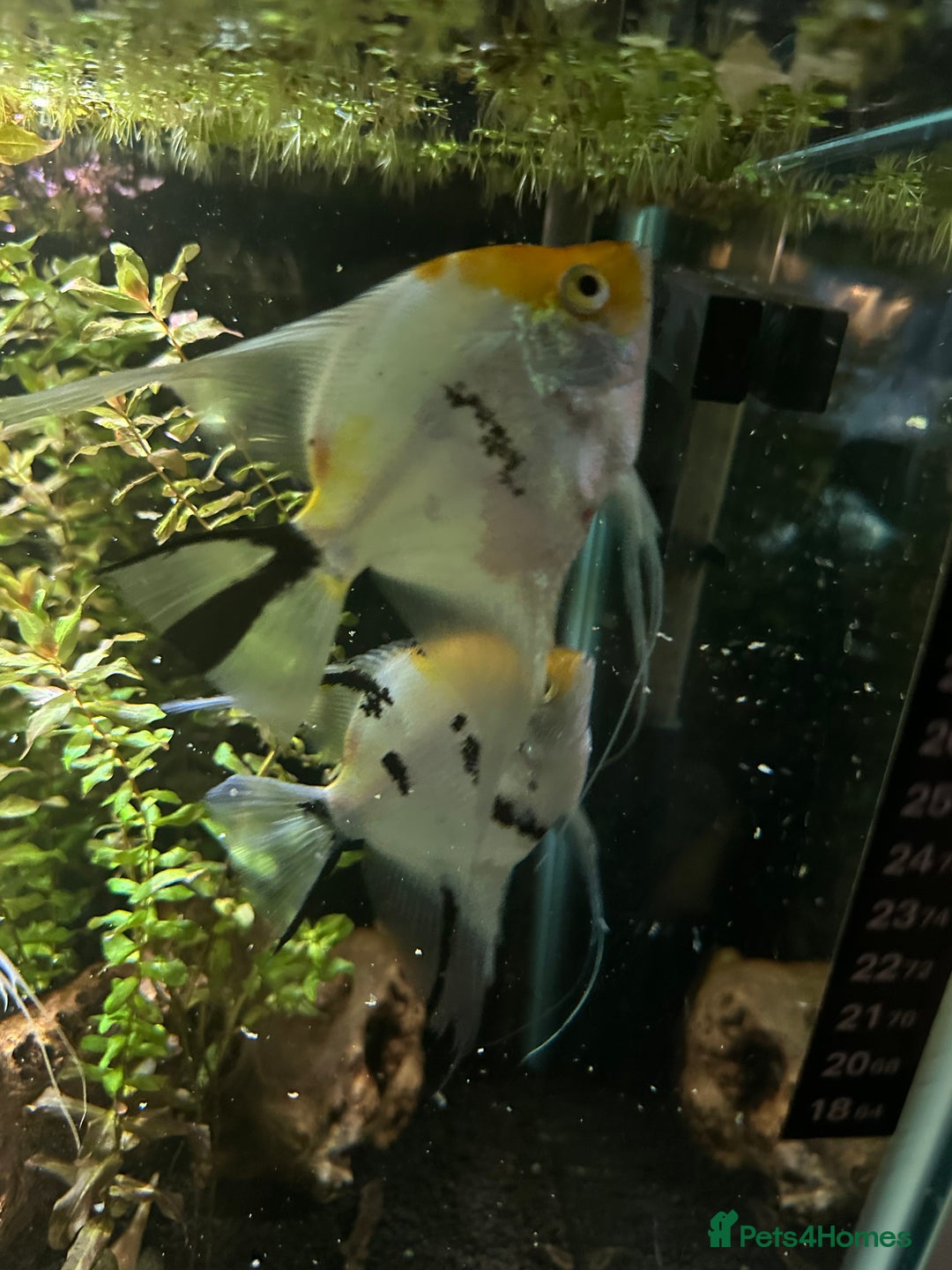 Angelfish fish for sale: 4 mixed angle fish  - Advert 2