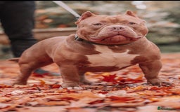 American Bulldog dogs for sale: Pocket bulldog  - Image 4