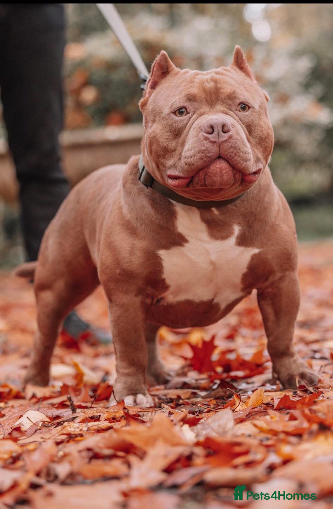 American Bulldog dogs for sale: Pocket bulldog  - Image 4