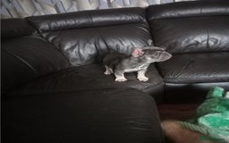 French Bulldog dogs for sale: Male French bulldog puppy - Image 2