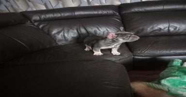French Bulldog dogs - Advert 5