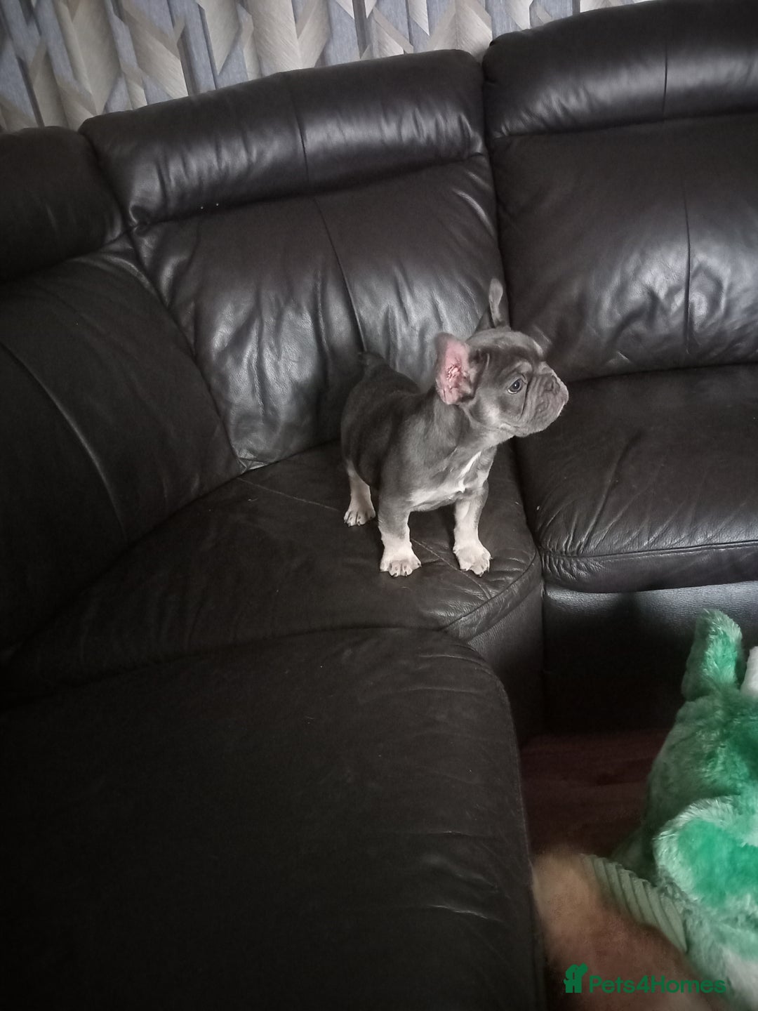 French Bulldog dogs for sale: Male French bulldog puppy - Image 2