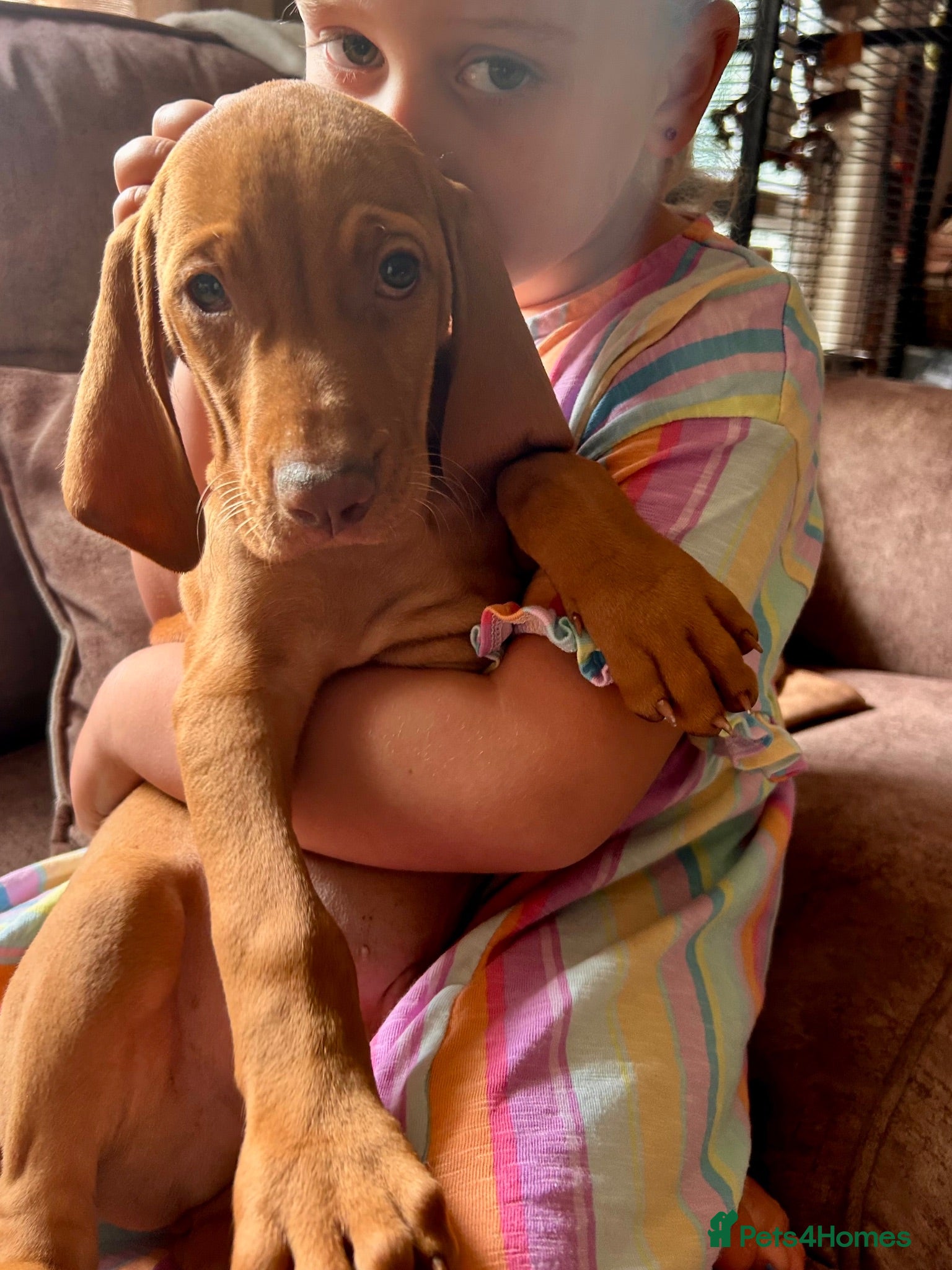 Hungarian Vizsla dogs LAST 3 HUNGARIAN VISZLA PUPS - Advert 1