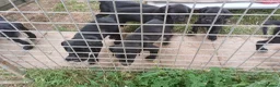 Labrador Retriever dogs for sale: KC REGISTERED BLACK LABRADOR PUPS FOR SALE - Advert 11