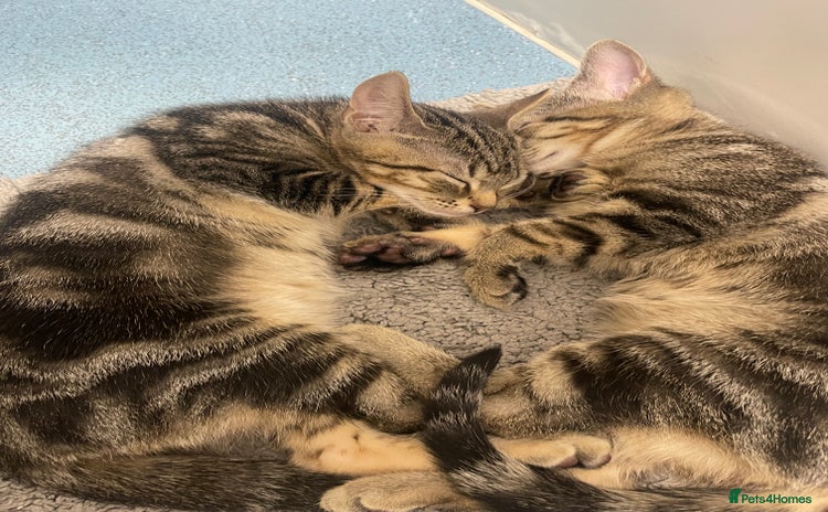 American Shorthair cats - Advert 3