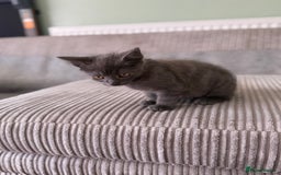British Longhair cats for sale: 2 x 10 month old + 1 x 3 month old (can go separat - Image 6