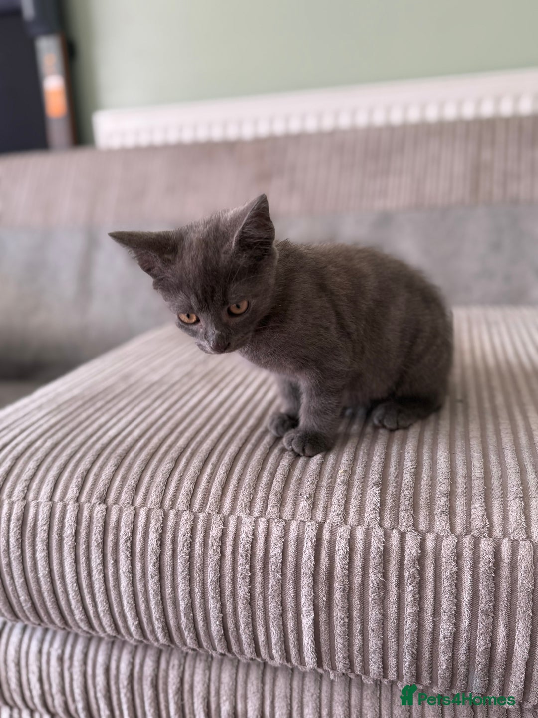 British Longhair cats for sale: 2 x 10 month old + 1 x 3 month old (can go separat - Image 6