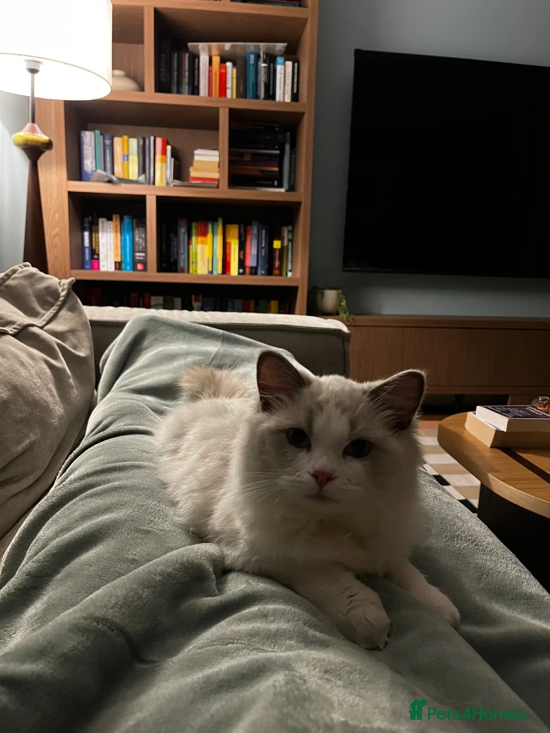 Ragdoll cats for sale: Ragdoll Kitten 6 months for sale in London - Advert 2