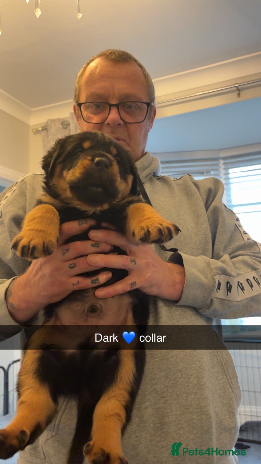 Rottweiler dogs for sale: Big boned chunky Rottweiler puppies - Advert 26