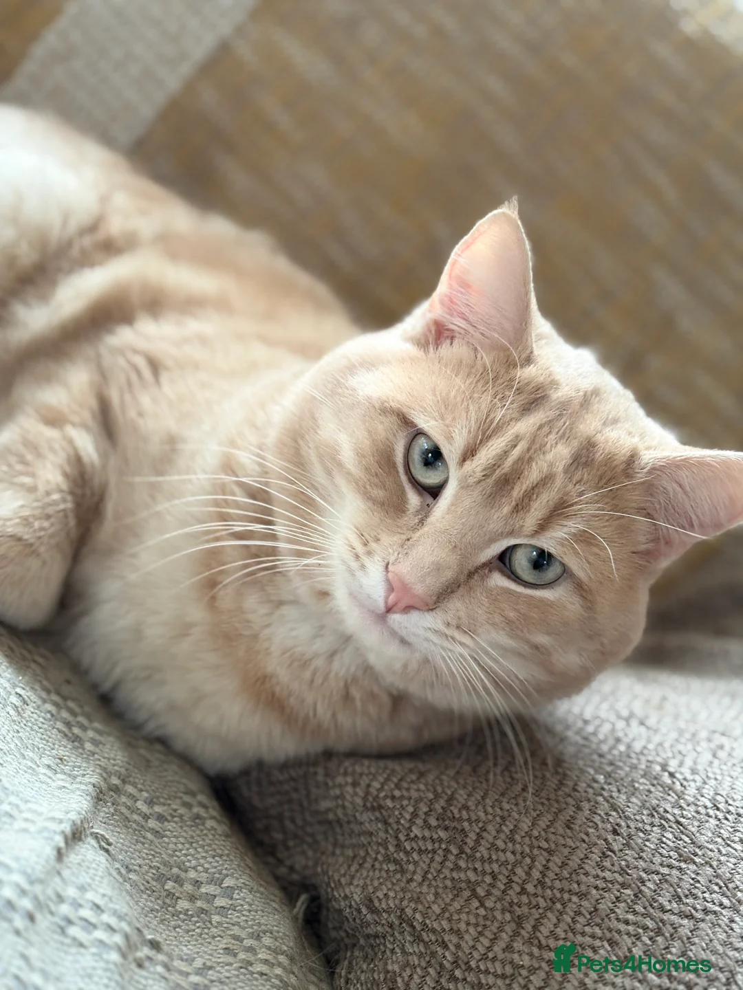 Mixed Breed cats for sale: Gorgeous Half Ragdoll Kitten  - Advert 6