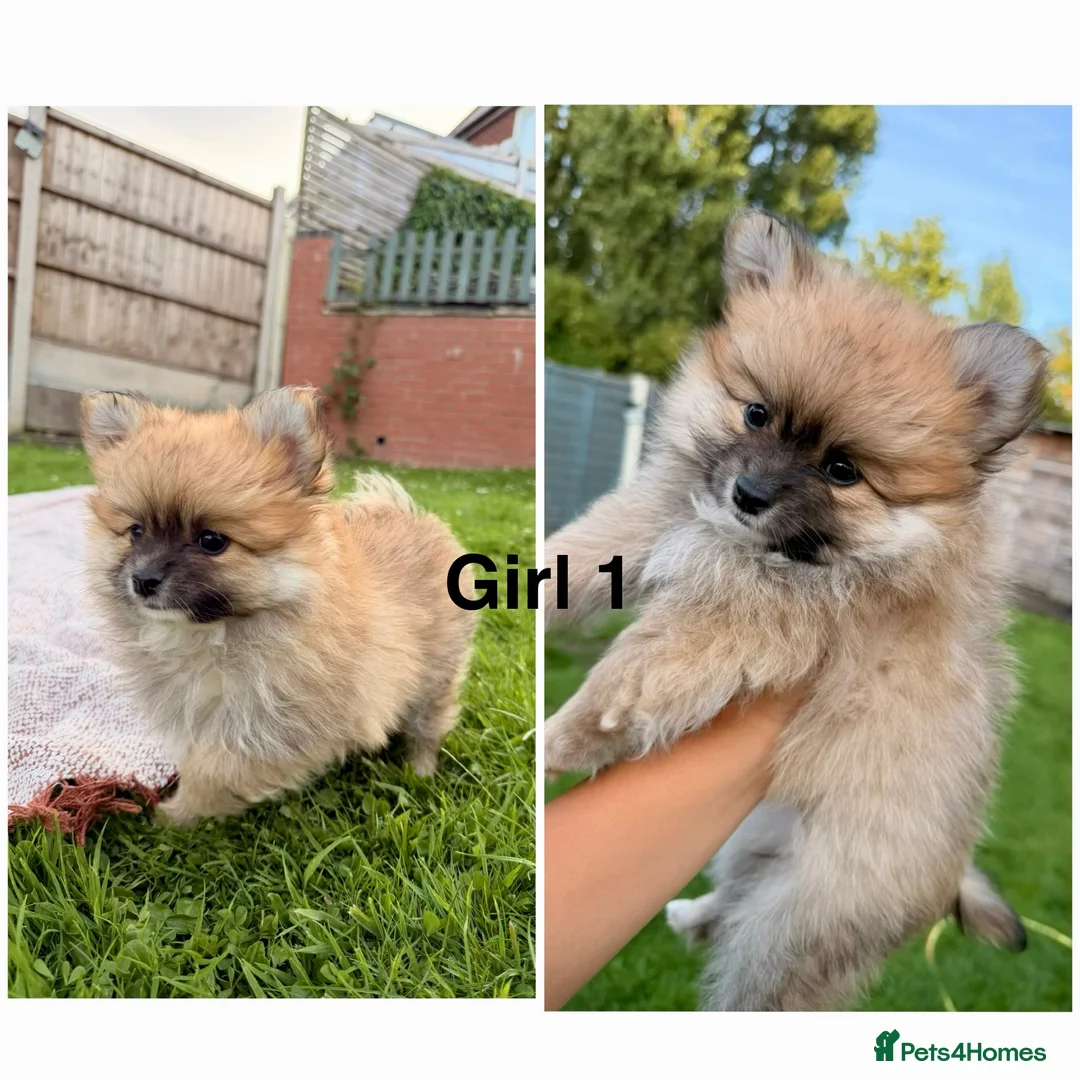 Pomeranian dogs for sale: Pomeranians Puppy’s  - Advert 2