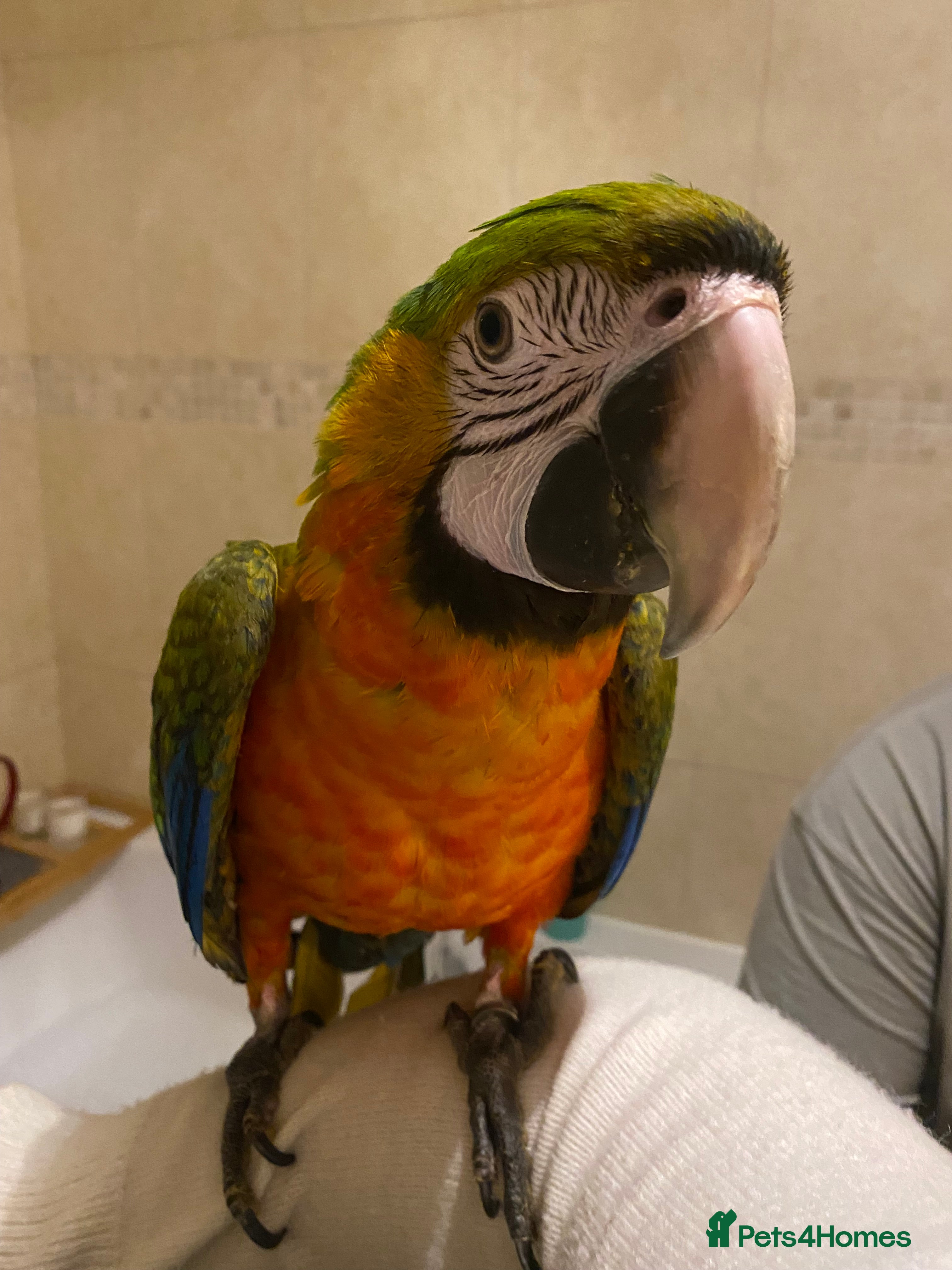 Macaws birds Female Harlequin Macaw.  - Advert 5