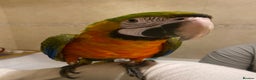 Macaws birds for sale: Female Harlequin Macaw.  - Advert 2
