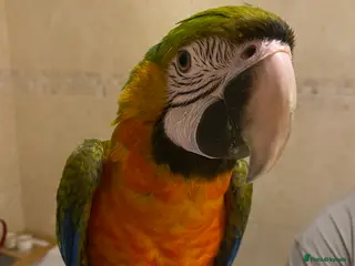 Macaws birds Female Harlequin Macaw. - Advert 4