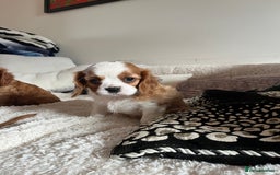 Cavalier King Charles Spaniel dogs for sale: HEALTH TESTED KC REG low co eff cavalier puppies - Image 5