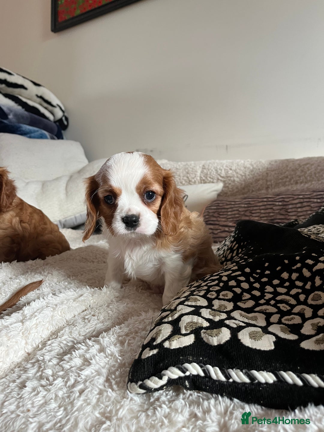 Cavalier King Charles Spaniel dogs for sale: HEALTH TESTED KC REG low co eff cavalier puppies - Image 5