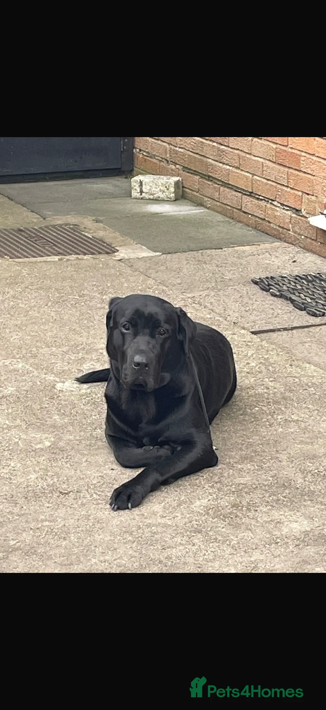 Labrador Retriever dogs for stud: Kenzduo Blackout (Tyson) - Advert 10