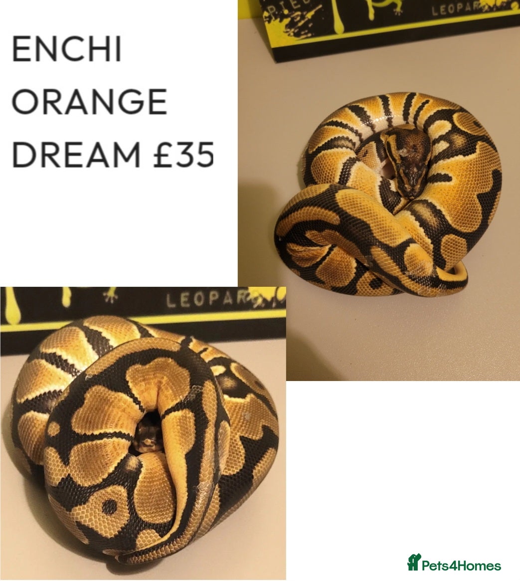 Python Snake reptiles Royal Pythons for rehoming from £30 - Advert 2