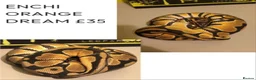Python Snake reptiles for sale: Royal Pythons for rehoming from £10 - Advert 7