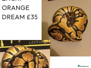 Python Snake reptiles Royal Pythons for rehoming from £30 - Advert 2