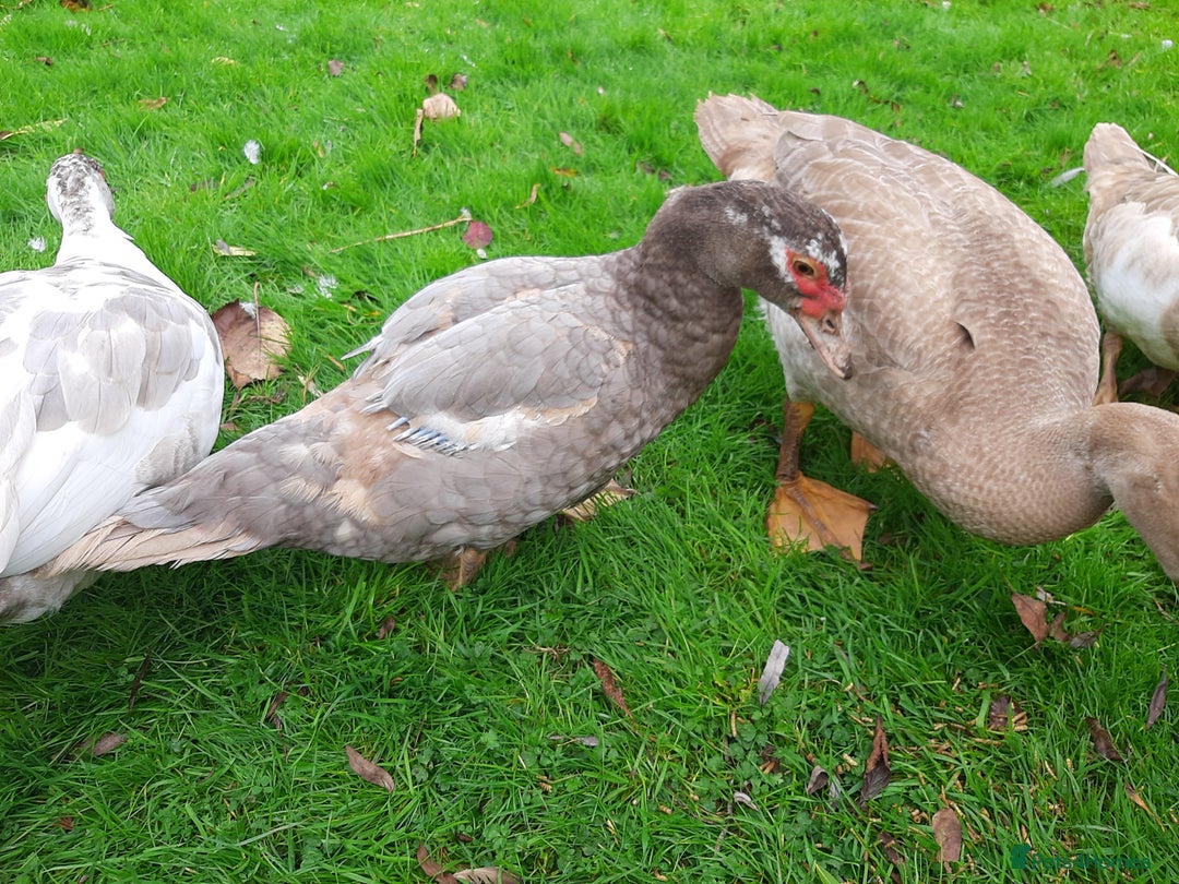 Ducks poultry for sale: Muscovy ducks breeding pair - Image 2