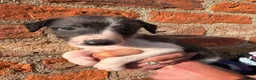 Mixed Breed dogs for sale: Bedlington Whippet Puppies  in Tadcaster - Advert 7