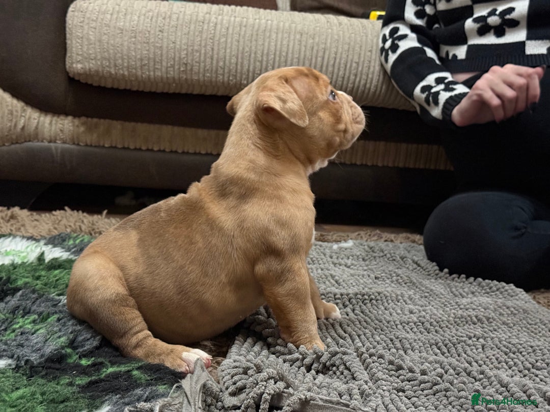 Olde English Bulldogge dogs for sale: (Reduced) Olde English Bulldogges puppies  - Advert 26