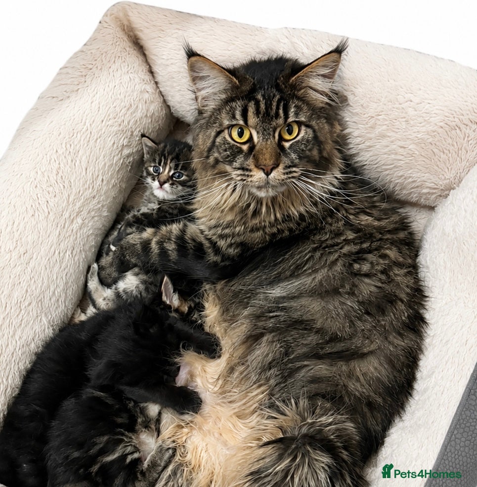 Maine Coon cats LOVELY Maine coon black classic tabby XL  - Advert 1