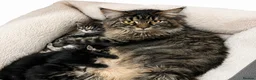 Maine Coon cats for sale: LOVELY Maine coon black classic tabby XL  - Advert 1