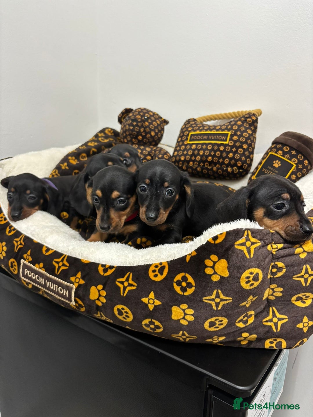 Miniature Dachshund dogs for sale: beautiful miniature dachshund puppies available  - Advert 2