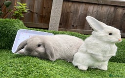 Mini Lop rabbits for sale: Autumn babies - Image 18