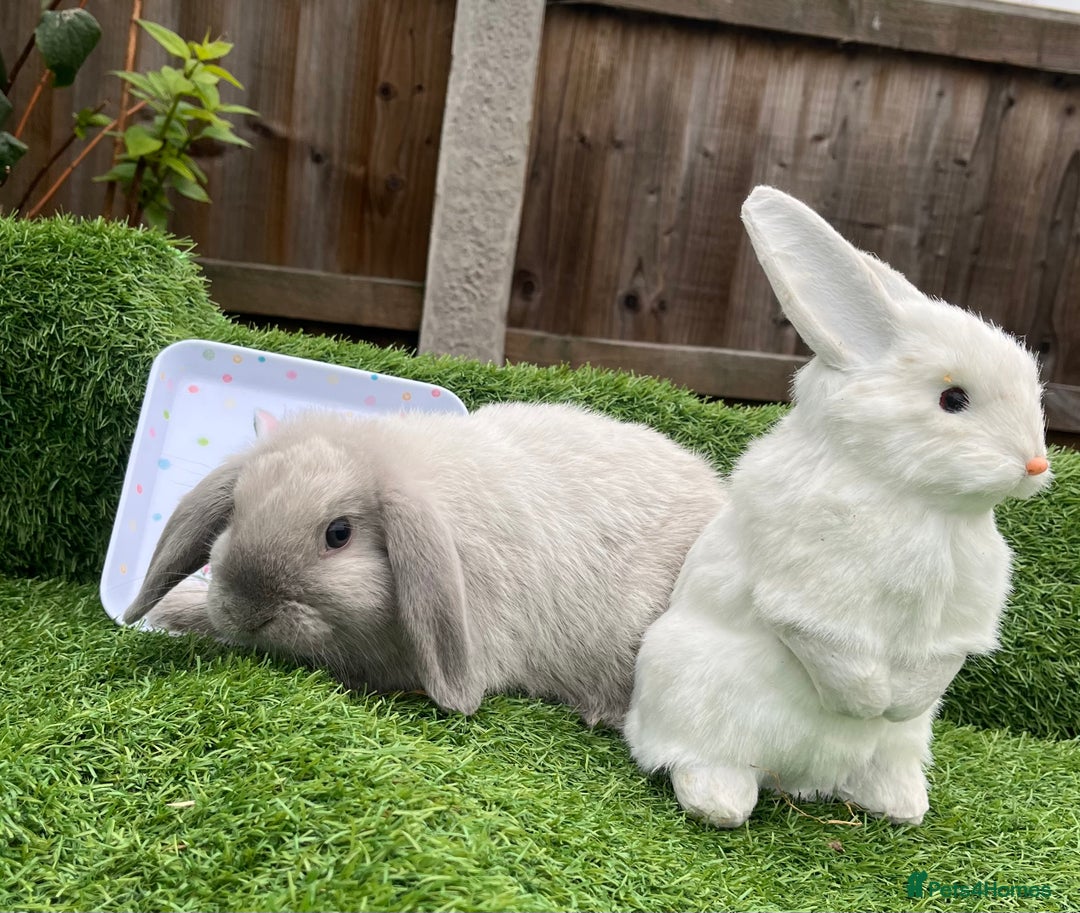 Mini Lop rabbits for sale: Autumn babies - Image 18