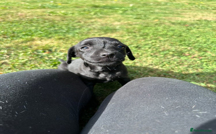 Patterdale Terrier dogs - Advert 3