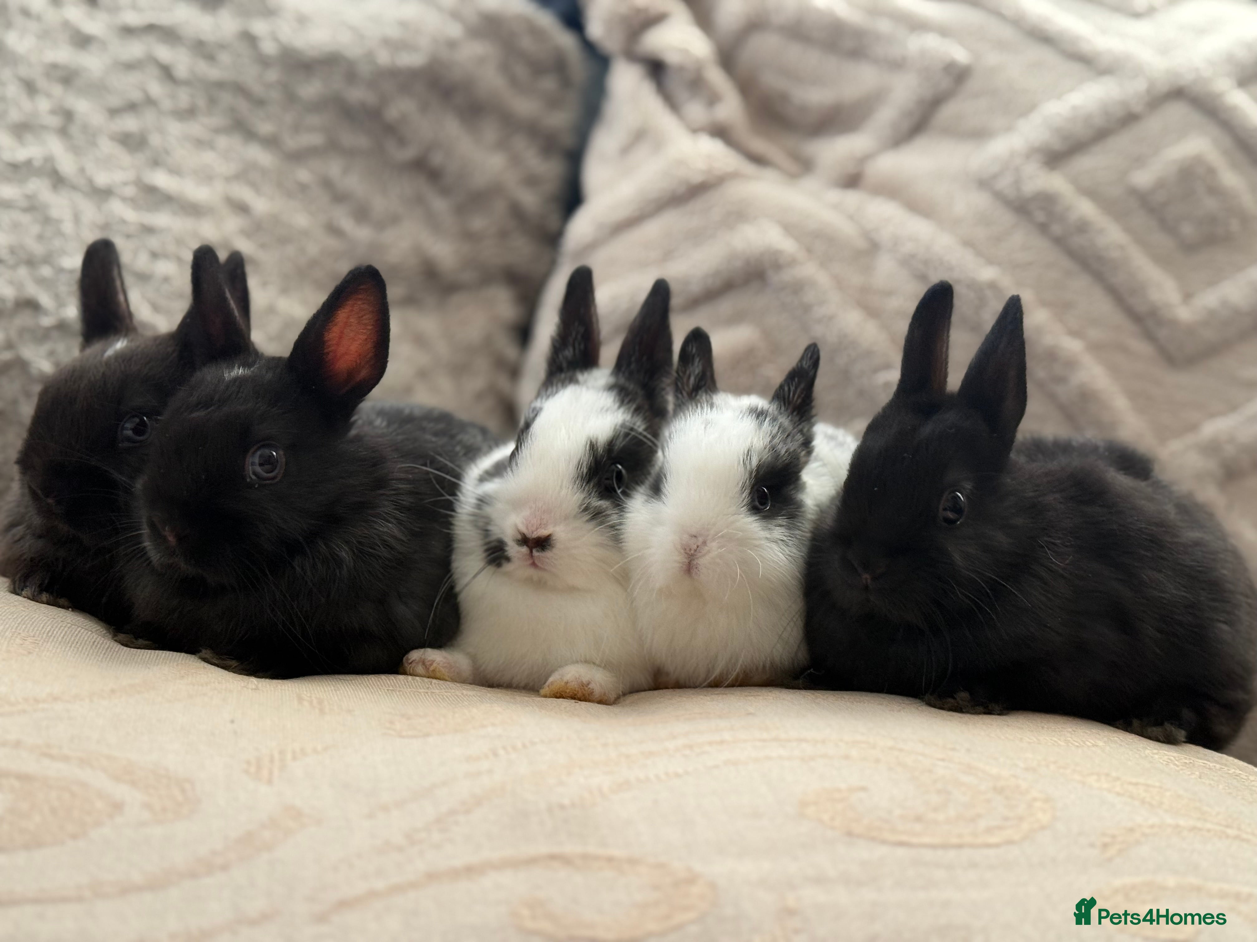 Netherland Dwarf rabbits 4 Adorable Netherland Dwarf Bunnies  - Advert 22