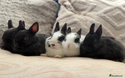 Netherland Dwarf rabbits for sale: 4 Adorable Netherland Dwarf Bunnies  - Advert 1