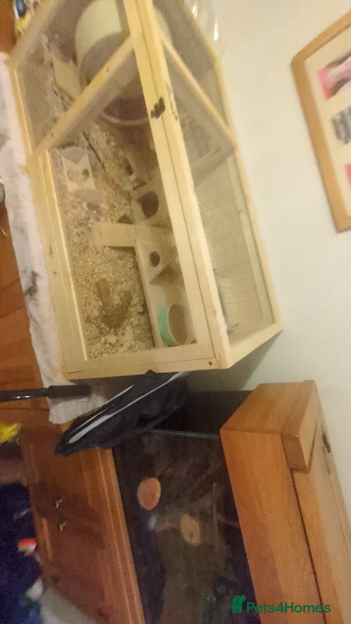 Hamster rodents for sale: Brown Syrian hamster and cage  - Advert 3