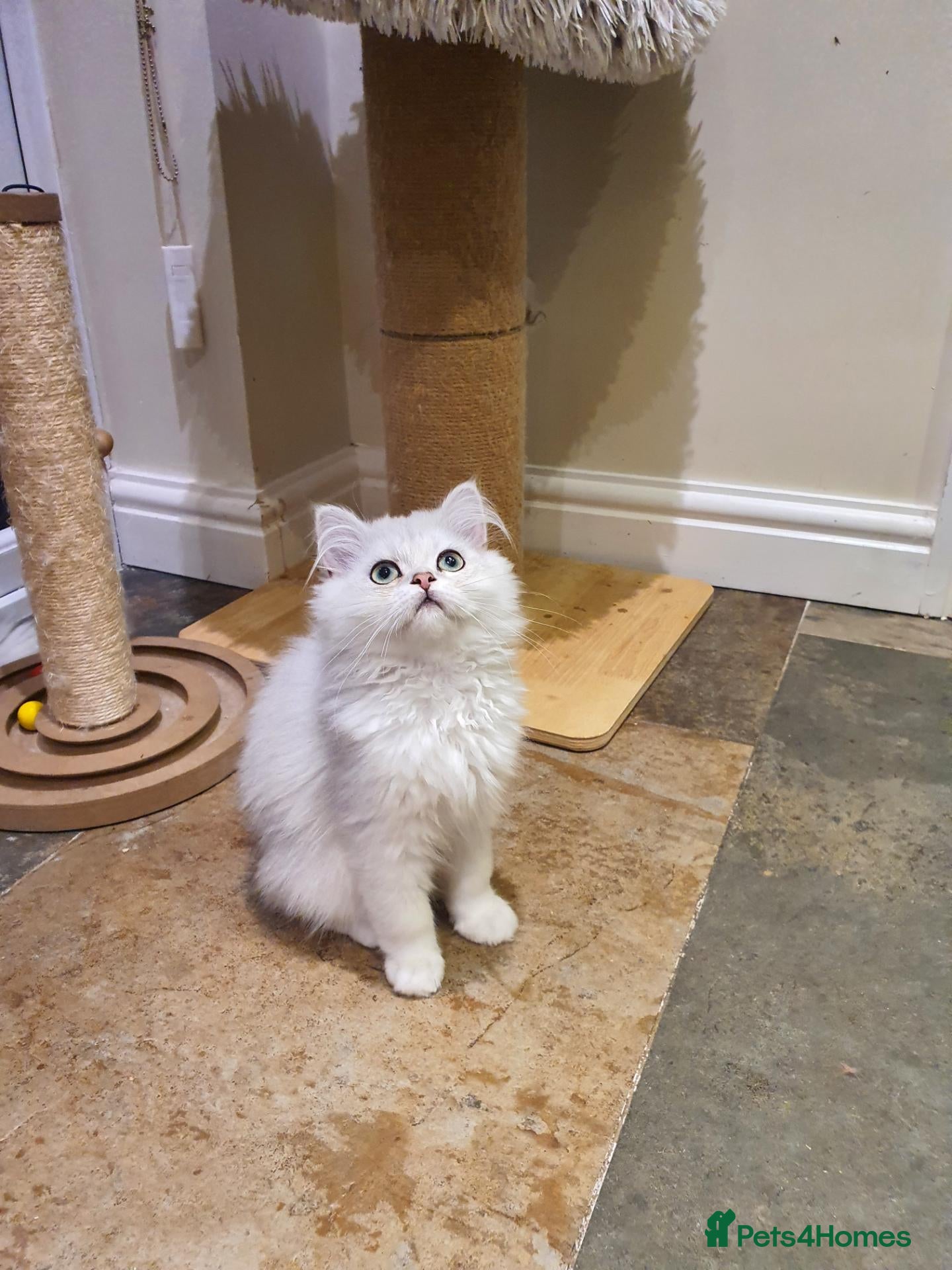 Persian cats 💖Beautiful Pedigree Chinchilla Persian Kitten.  - Advert 2