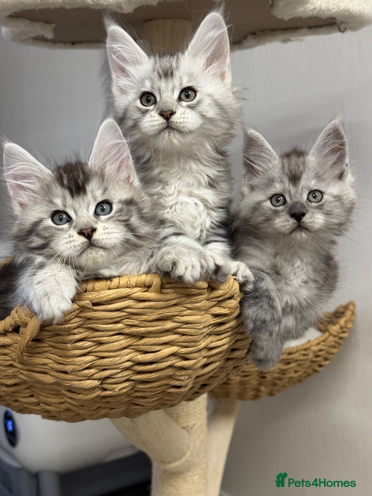 Maine Coon cats 🌟🌟 Amazing Kittens Maine Coon 🌟🌟 - Advert 5